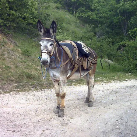 Agritur Κατάλυμα σε φάρμα Ruoti